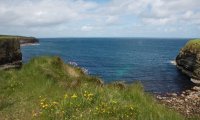 Clifftop botany